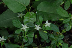 Glinus oppositifolius